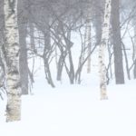 母子家庭で病気になりにくい子が育つ