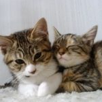 死別が原因の母子家庭のひとりっ子の弱点『留守番』と『死』を克服したペットとの生活